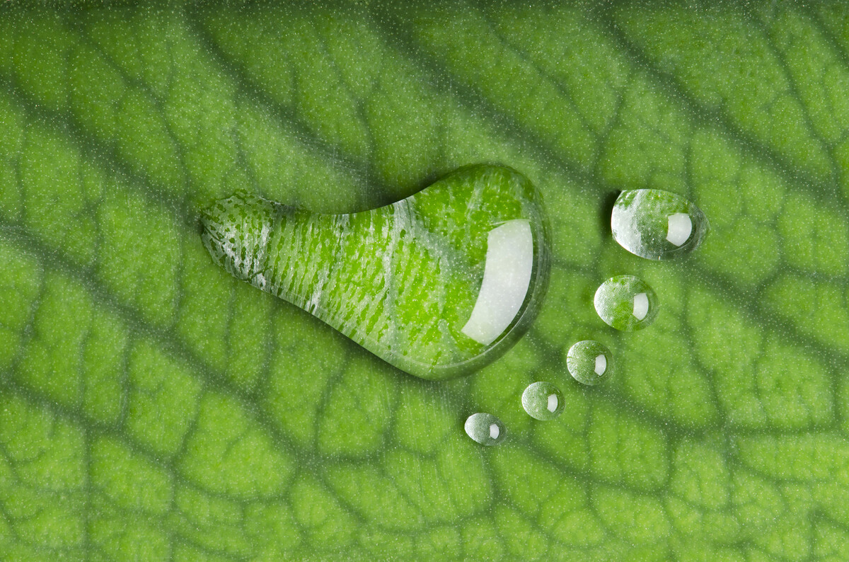 UN Sustainable Development Goals ecological footprint depiction green leaf